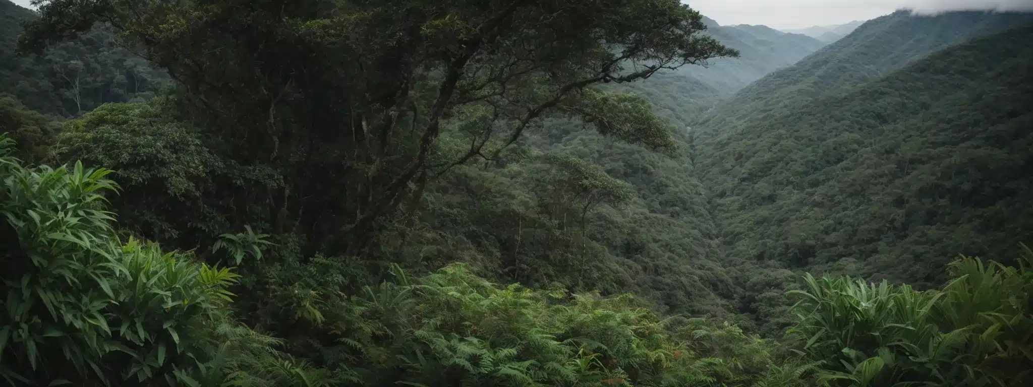 A Hiker Stands At The Edge Of A Lush Jungle, Ready To Trail-Blaze A Path Into The Dense Greenery.
