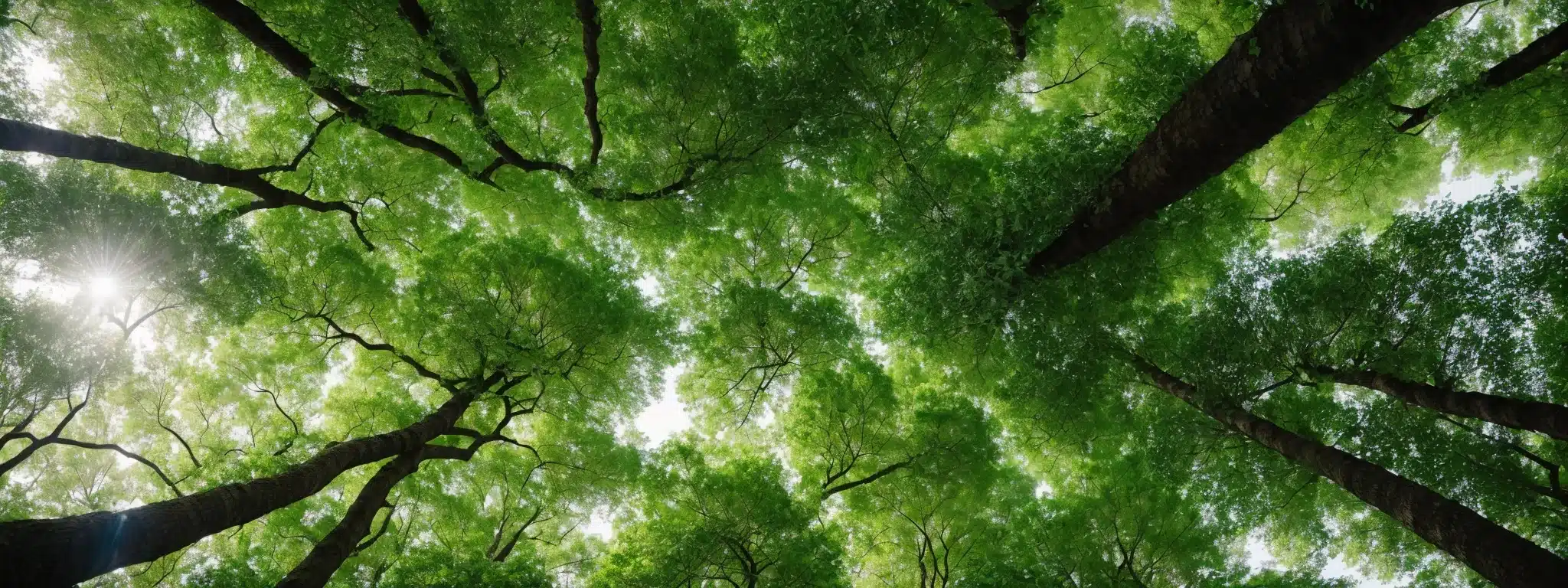 A Verdant Forest Canopy Seen From Below, Signifying The Interconnectedness And Expansiveness Of A Thriving Marketing Ecosystem.