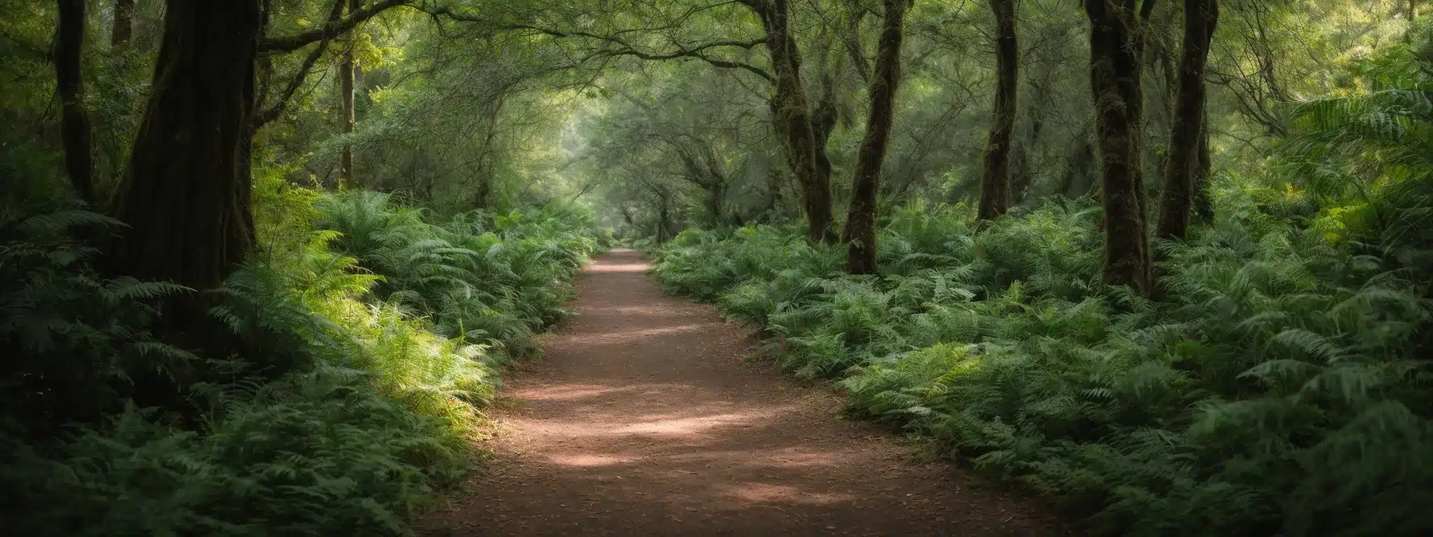 A Serene, Well-Lit Pathway Leading Through A Lush, Vibrant Forest, Symbolizing A Delightful And Intuitive User Journey In The Digital Landscape.